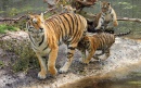 Amur Tiger Cubs